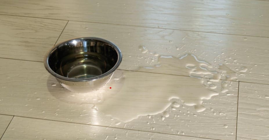 You are currently viewing Mon chien met de l&rsquo;eau partout : 7 solutions efficaces